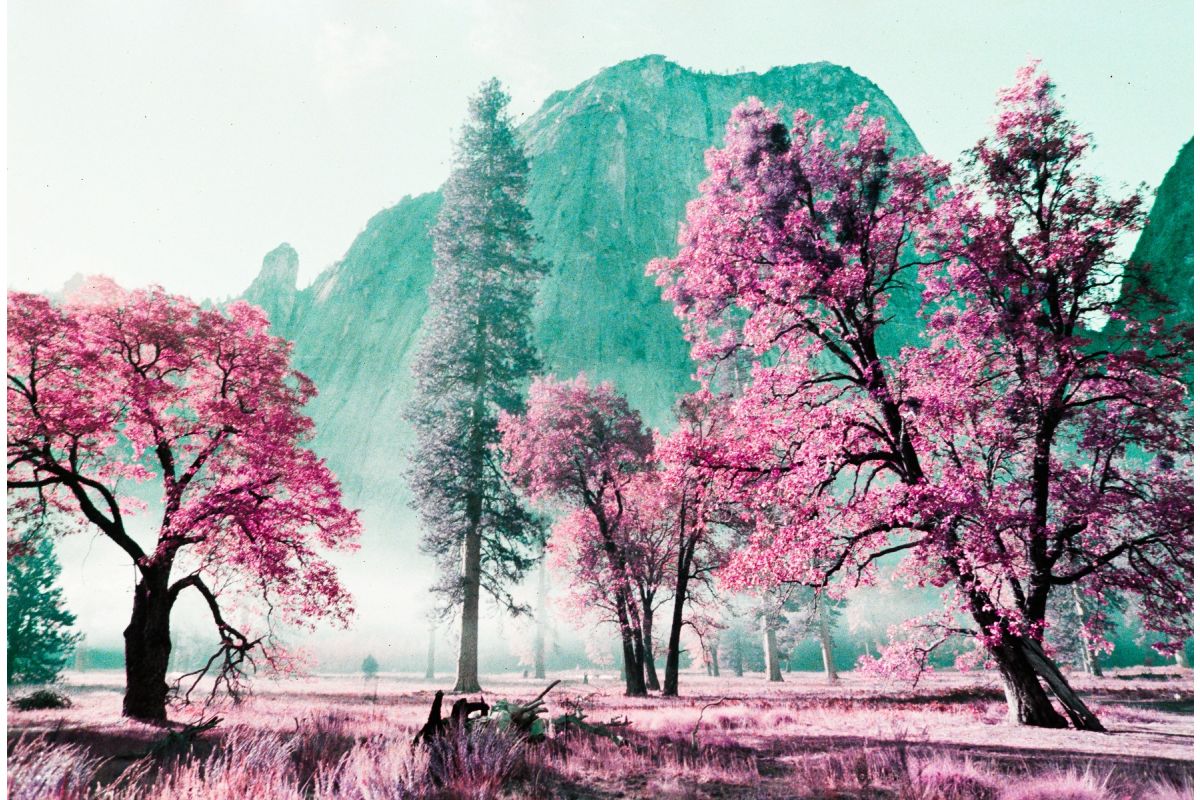 Sample photo of trees and mountains taken with Lomochrome Purple