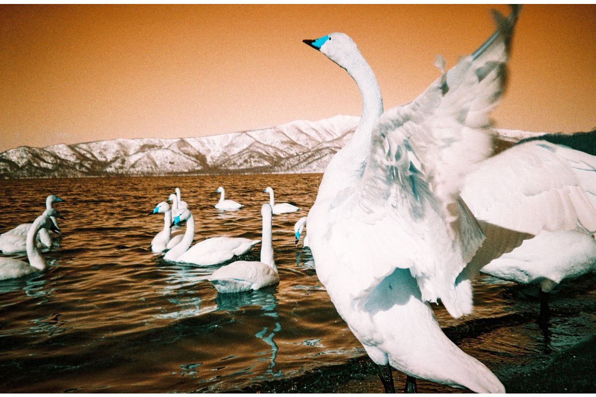 35mm photo of swans at a lake with a turquoise effect