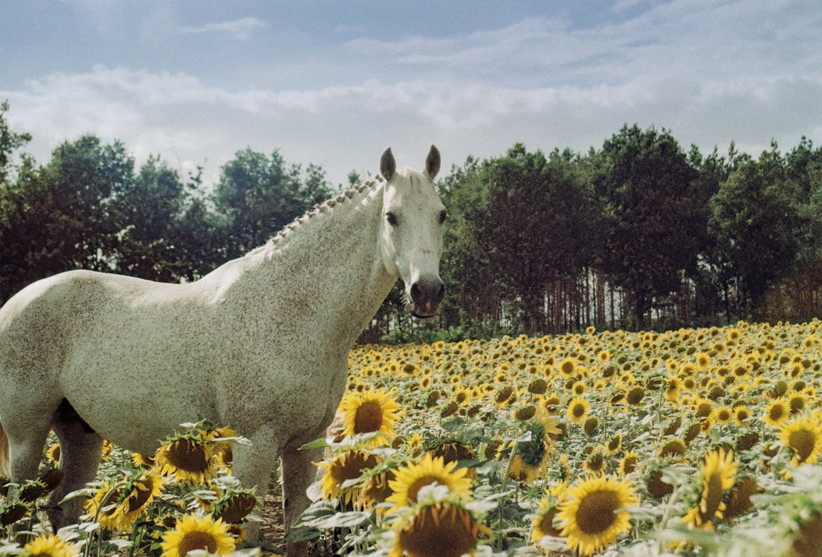 Sample photo of a horse in a field of sunflowers taken by ORWO Wolfen Nc500