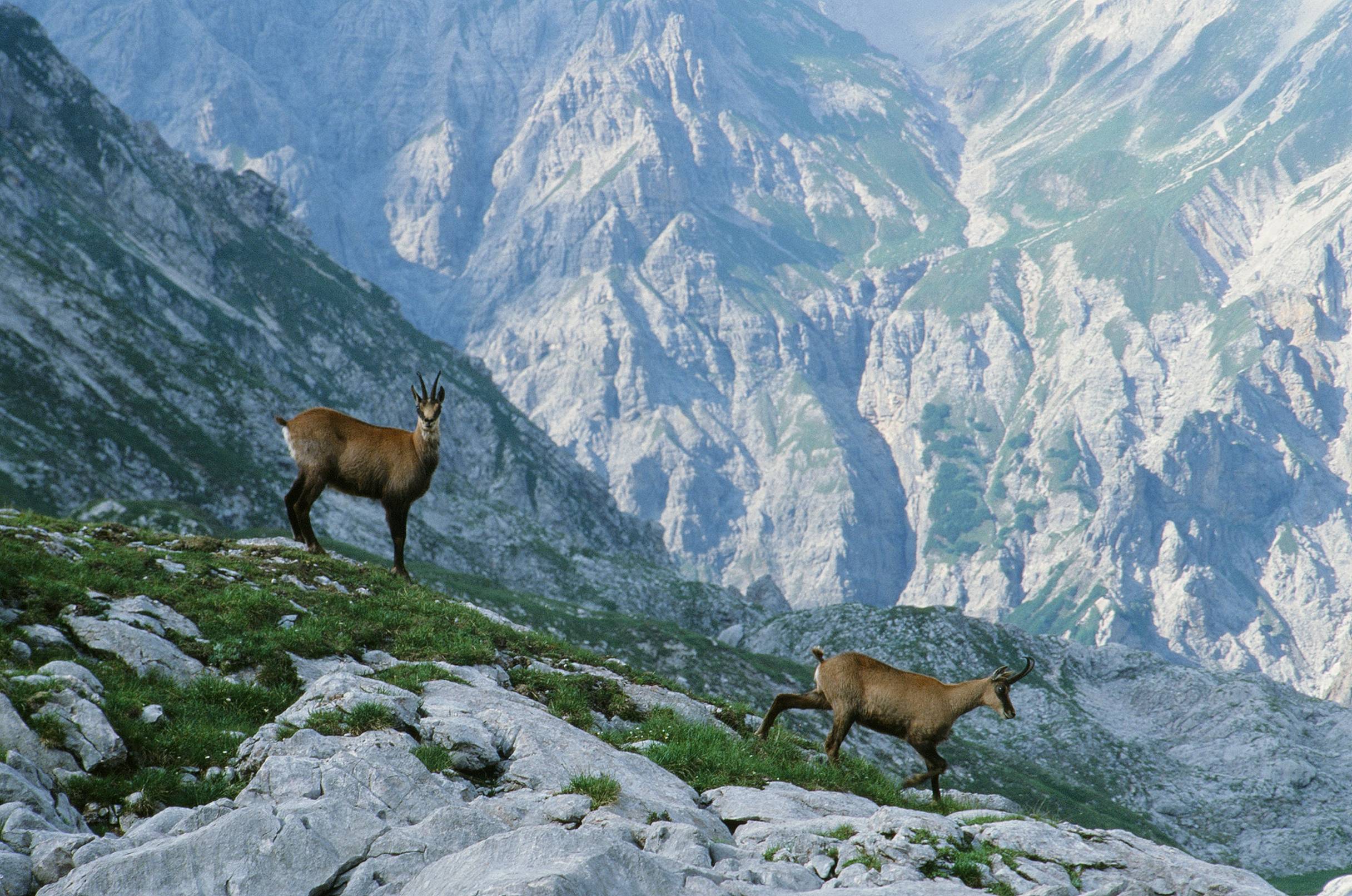 Mountain goats picture