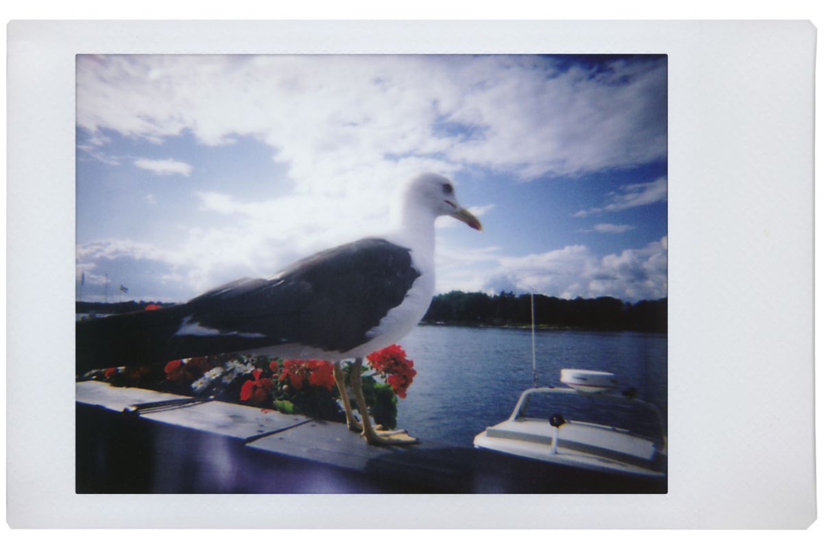 lomo instant mini film picture of a seagull by a pier