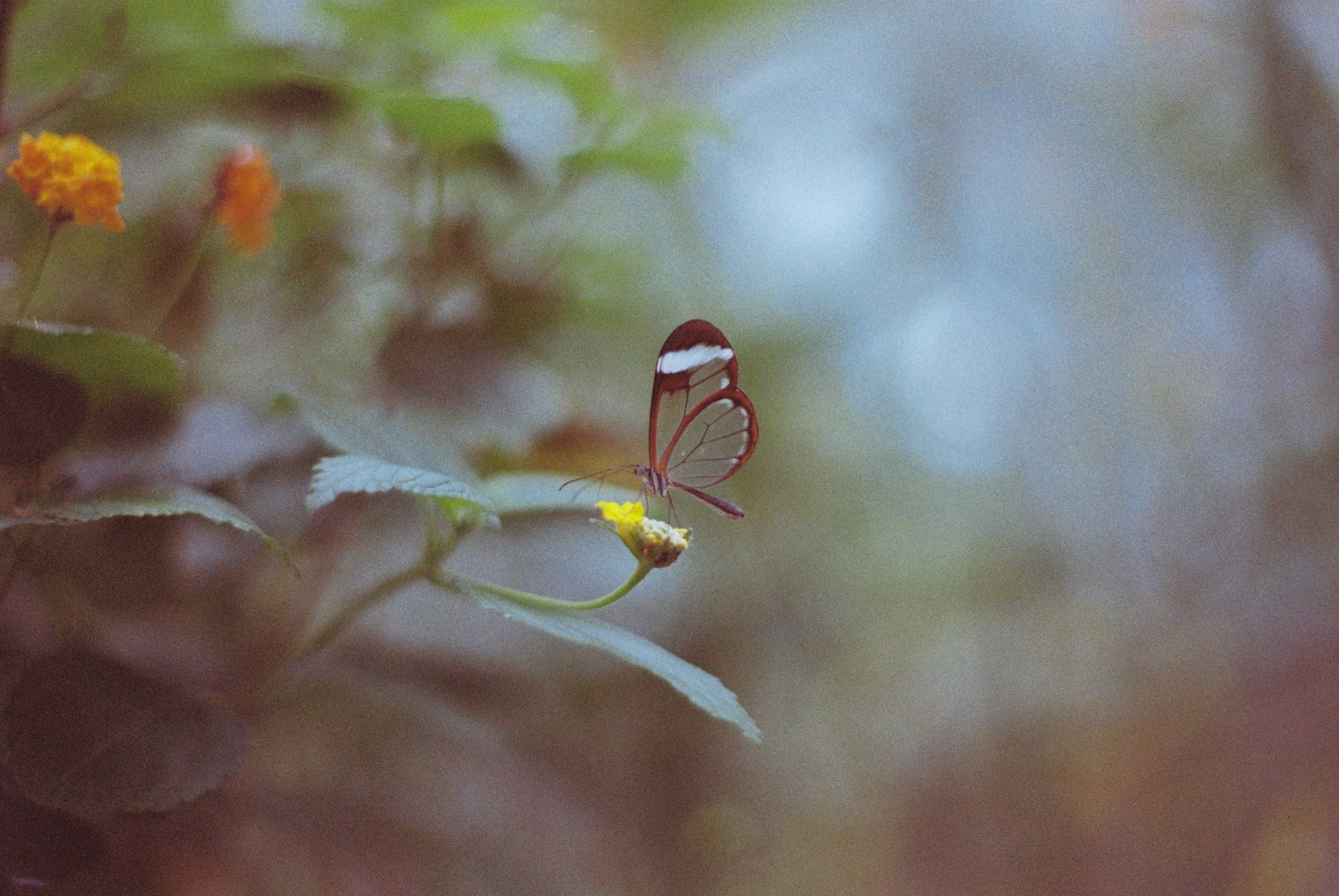 Kodak Colorplus photo of a buttterfly taken by a pentax ES